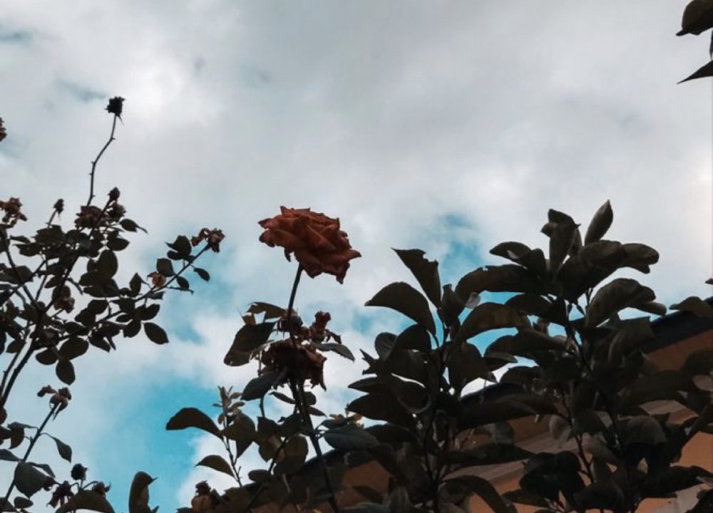 مُحبه للطبخ 🤍✨